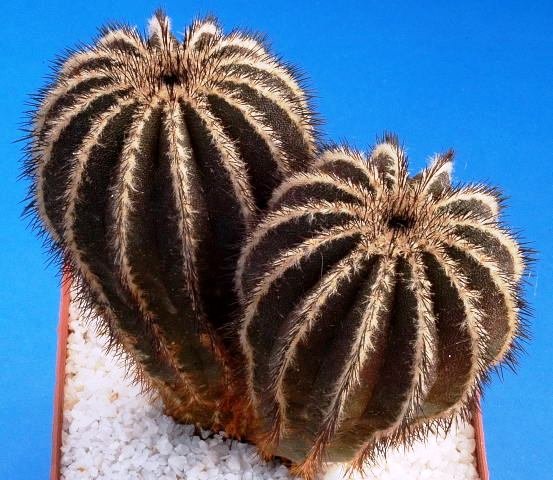 Uebelmannia_pectinifera_4